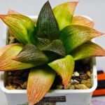 Haworthia Seedling ‘Matrix’(マトリックス) S69 - 2