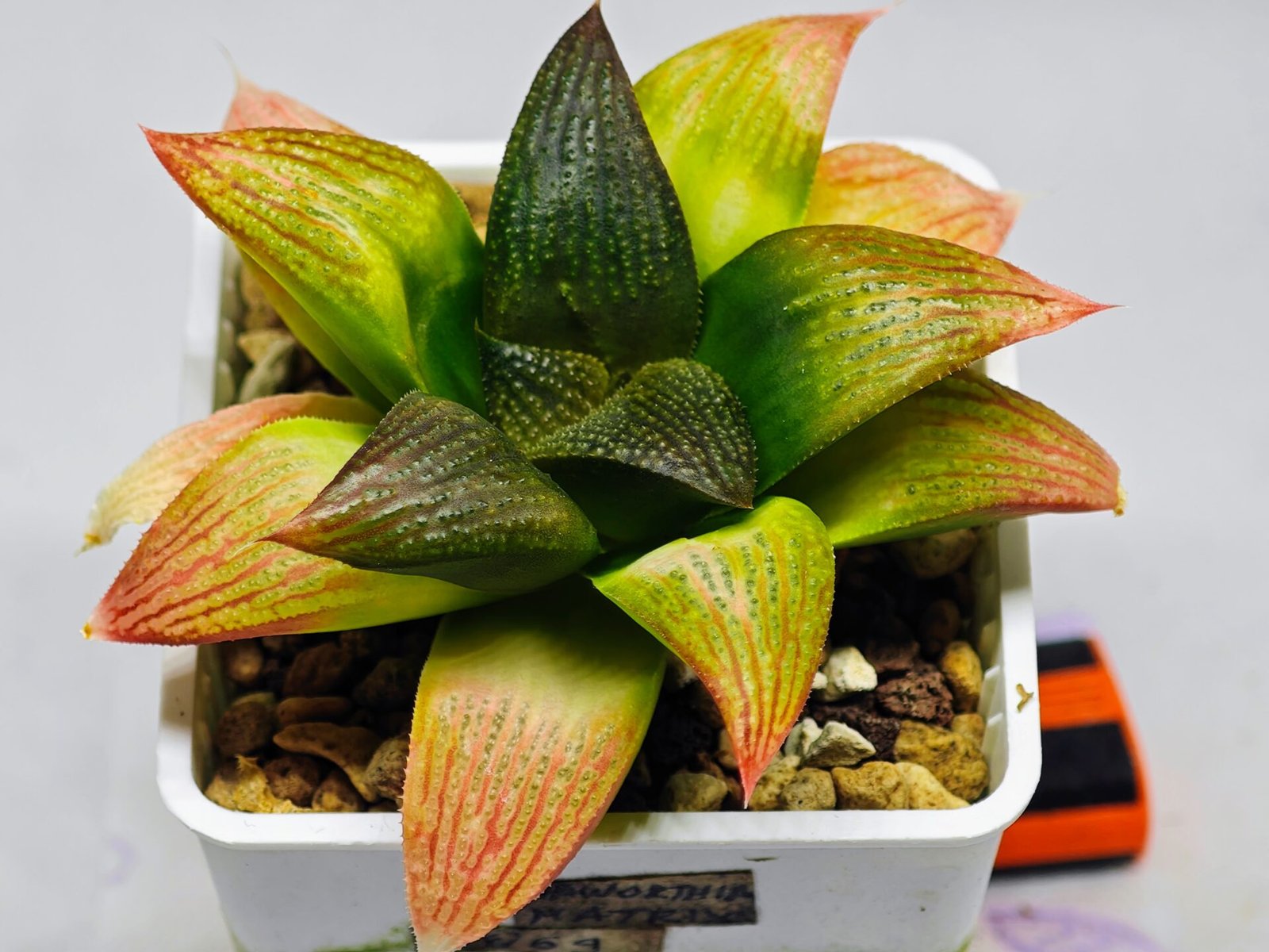 Haworthia Seedling ‘Matrix’(マトリックス) S69 - 2