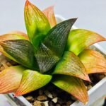 Haworthia Seedling ‘Matrix’(マトリックス) S69 - 3