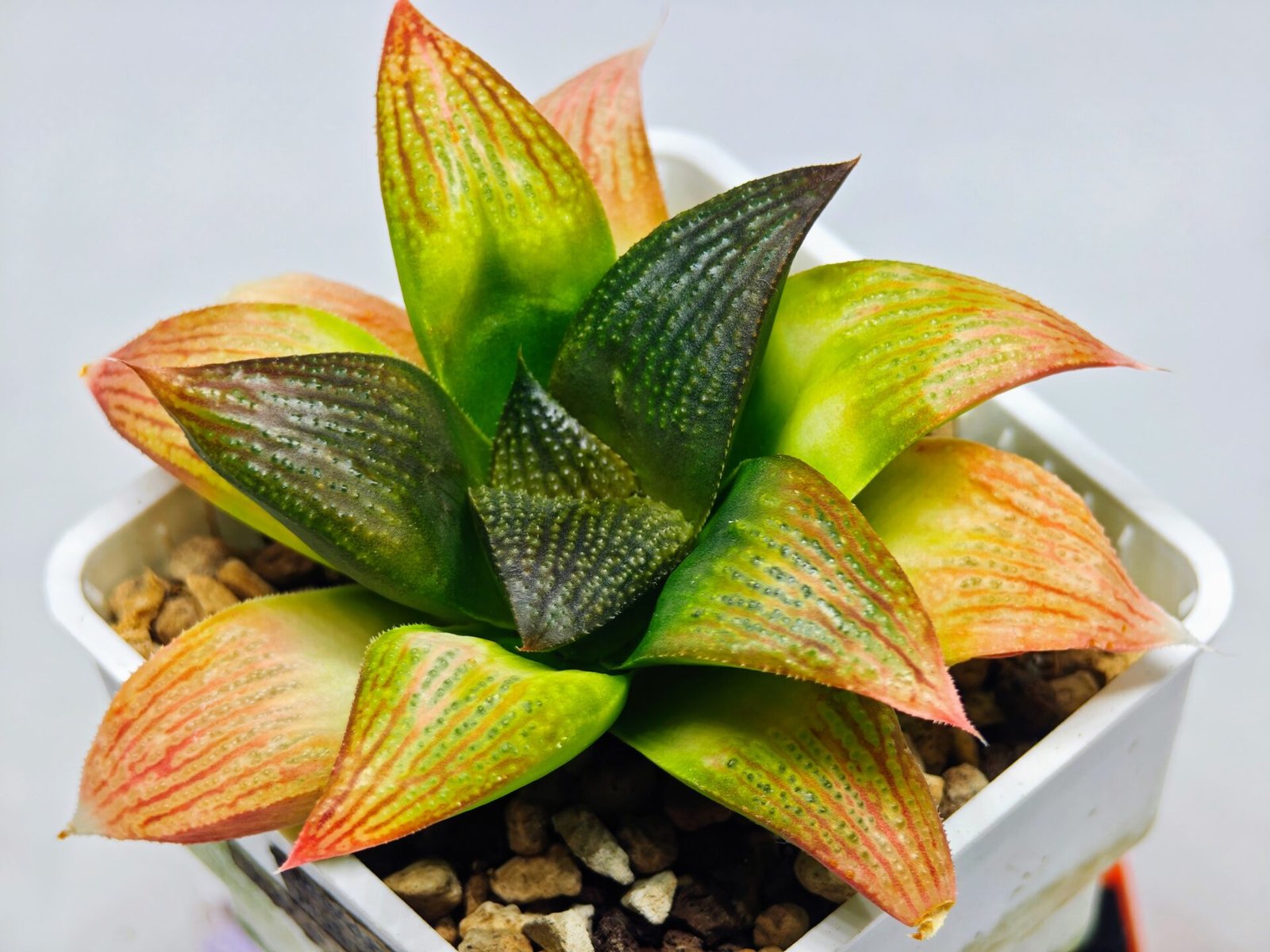 Haworthia Seedling ‘Matrix’(マトリックス) S69 - 3