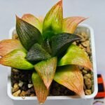 Haworthia Seedling ‘Matrix’(マトリックス) S69 - 4