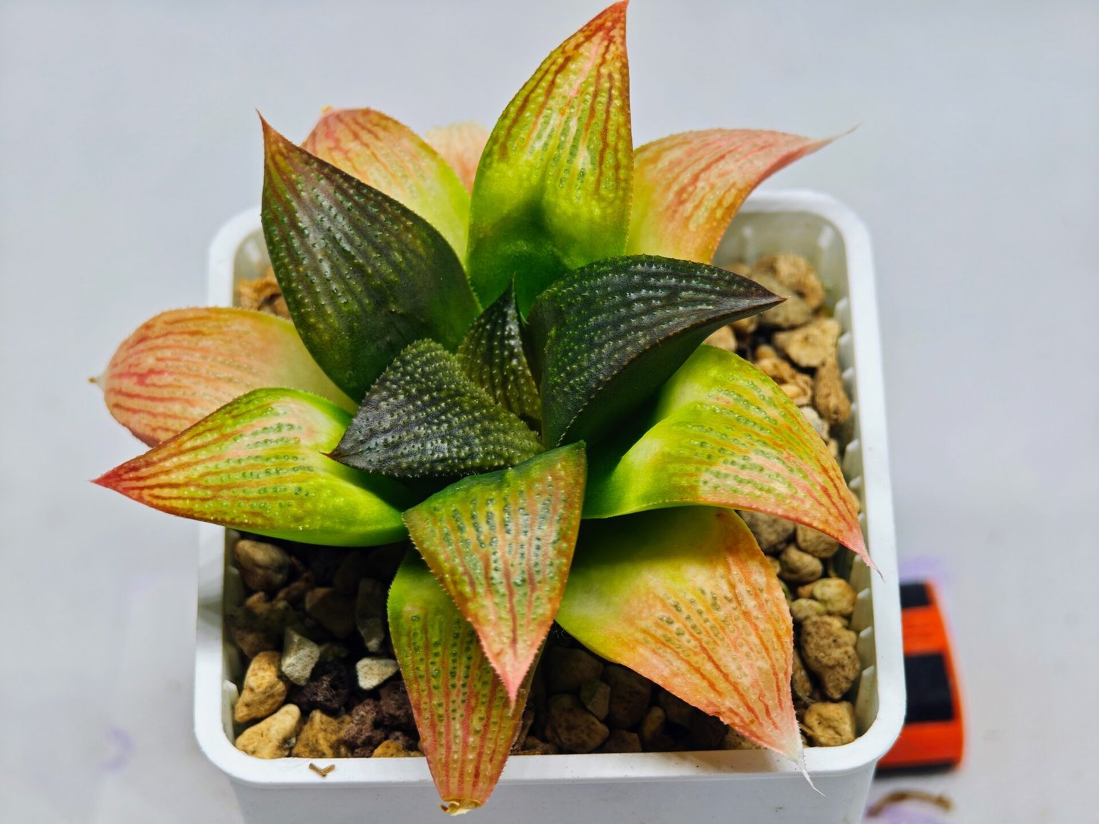 Haworthia Seedling ‘Matrix’(マトリックス) S69 - 4