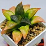 Haworthia Seedling ‘Matrix’(マトリックス) S69 - 5