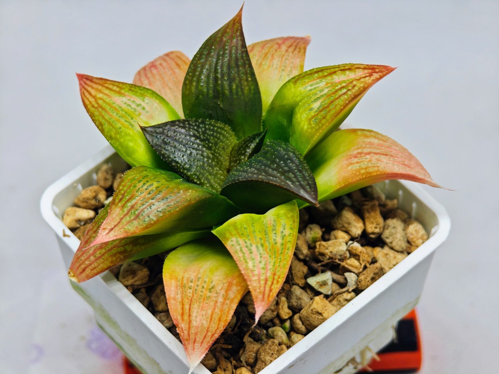 Haworthia Seedling ‘Matrix’(マトリックス) S69 - 5