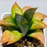 Haworthia Seedling ‘Matrix’(マトリックス) S69 - 6