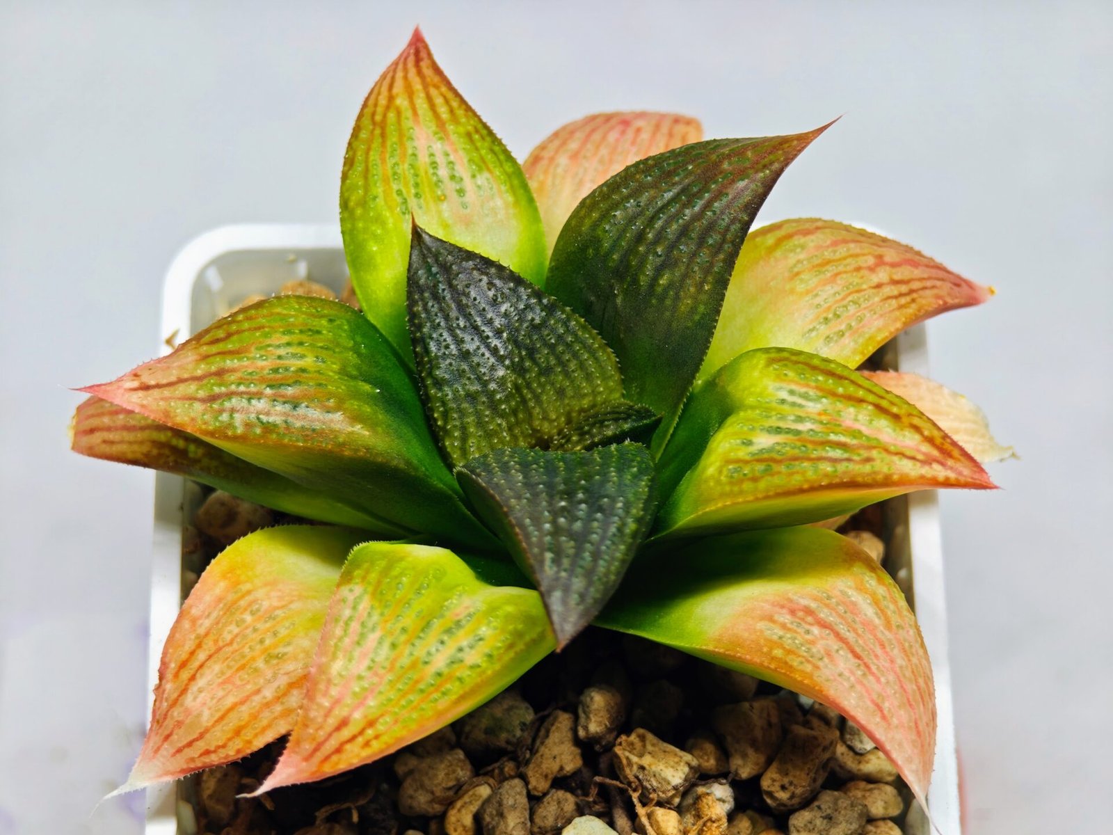 Haworthia Seedling ‘Matrix’(マトリックス) S69 - 6
