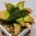 Haworthia Seedling ‘Matrix’(マトリックス) S69 - 7