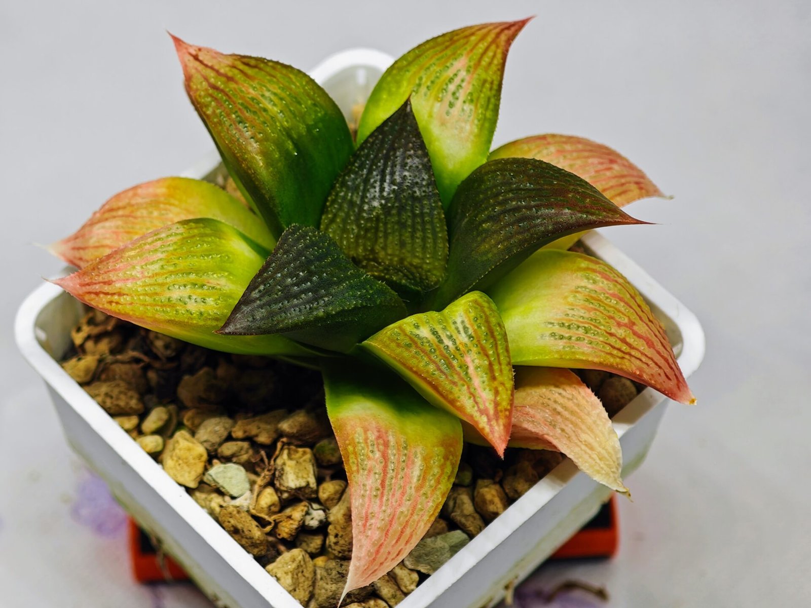 Haworthia Seedling ‘Matrix’(マトリックス) S69 - 7