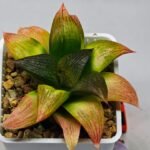 Haworthia Seedling ‘Matrix’(マトリックス) S69 - 8