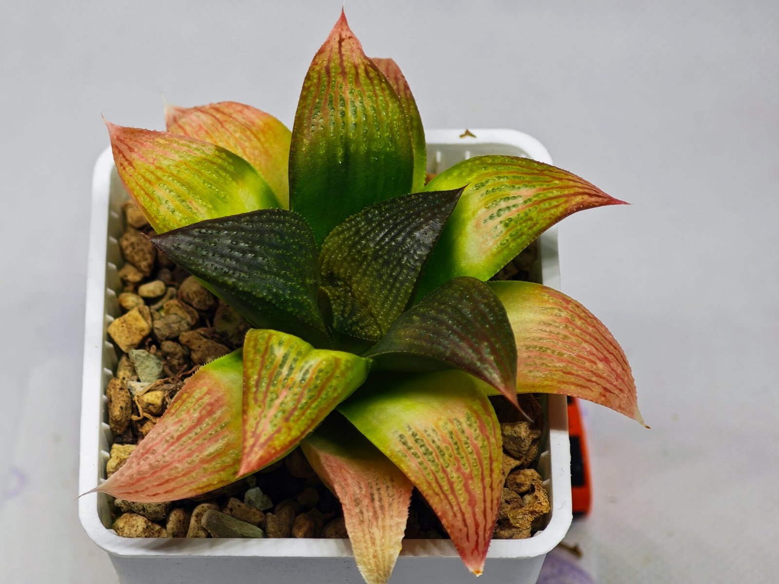 Haworthia Seedling ‘Matrix’(マトリックス) S69 - 8