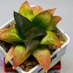 Haworthia Seedling ‘Matrix’(マトリックス) S69 - 9