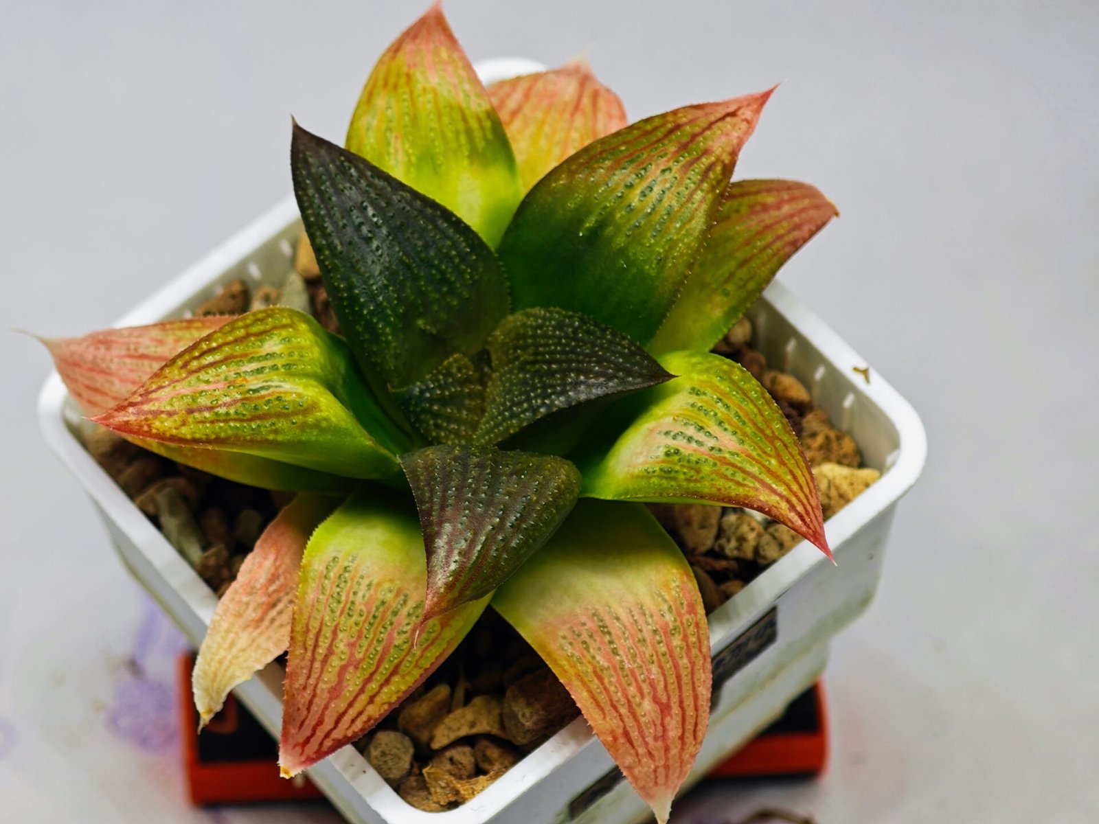 Haworthia Seedling ‘Matrix’(マトリックス) S69 - 9