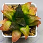 Haworthia Seedling ‘Matrix’(マトリックス) S69 - 10