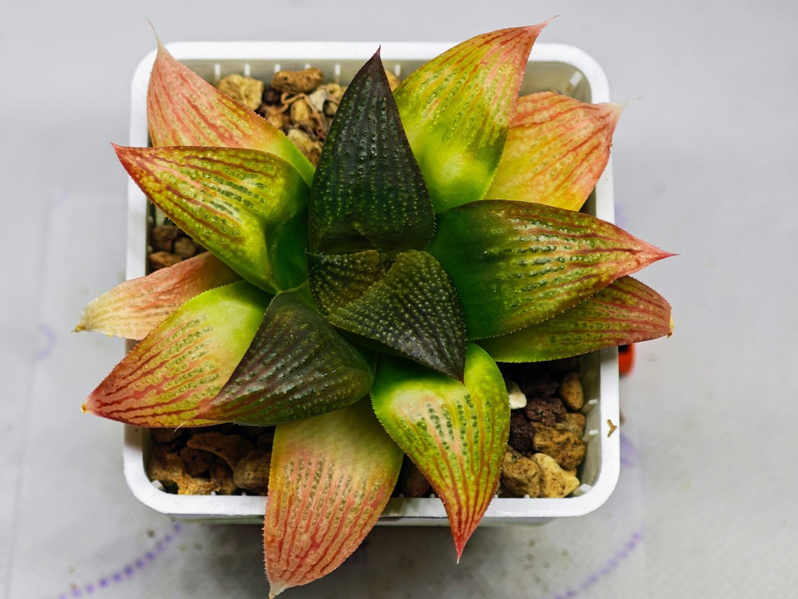 Haworthia Seedling ‘Matrix’(マトリックス) S69 - 10