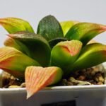 Haworthia Seedling ‘Matrix’(マトリックス) S69 - 11