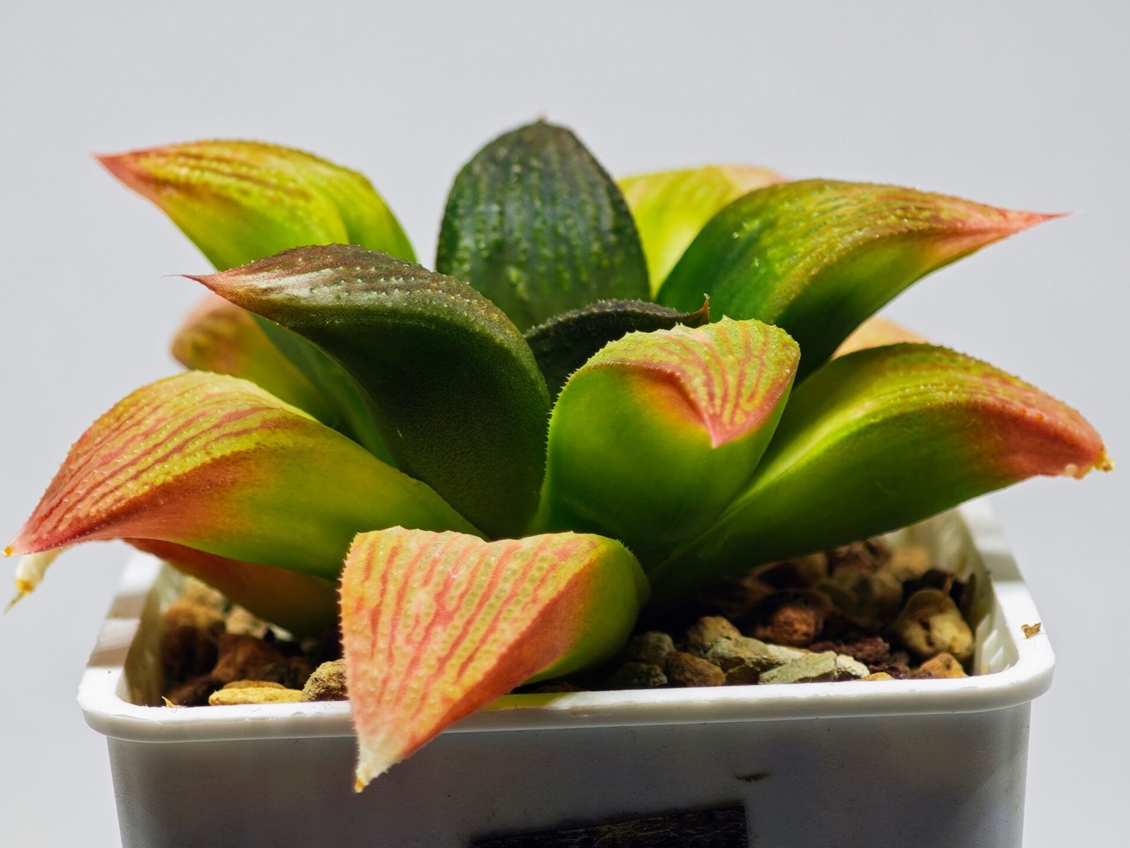 Haworthia Seedling ‘Matrix’(マトリックス) S69 - 11