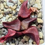 Haworthia Unknown K054 - 1