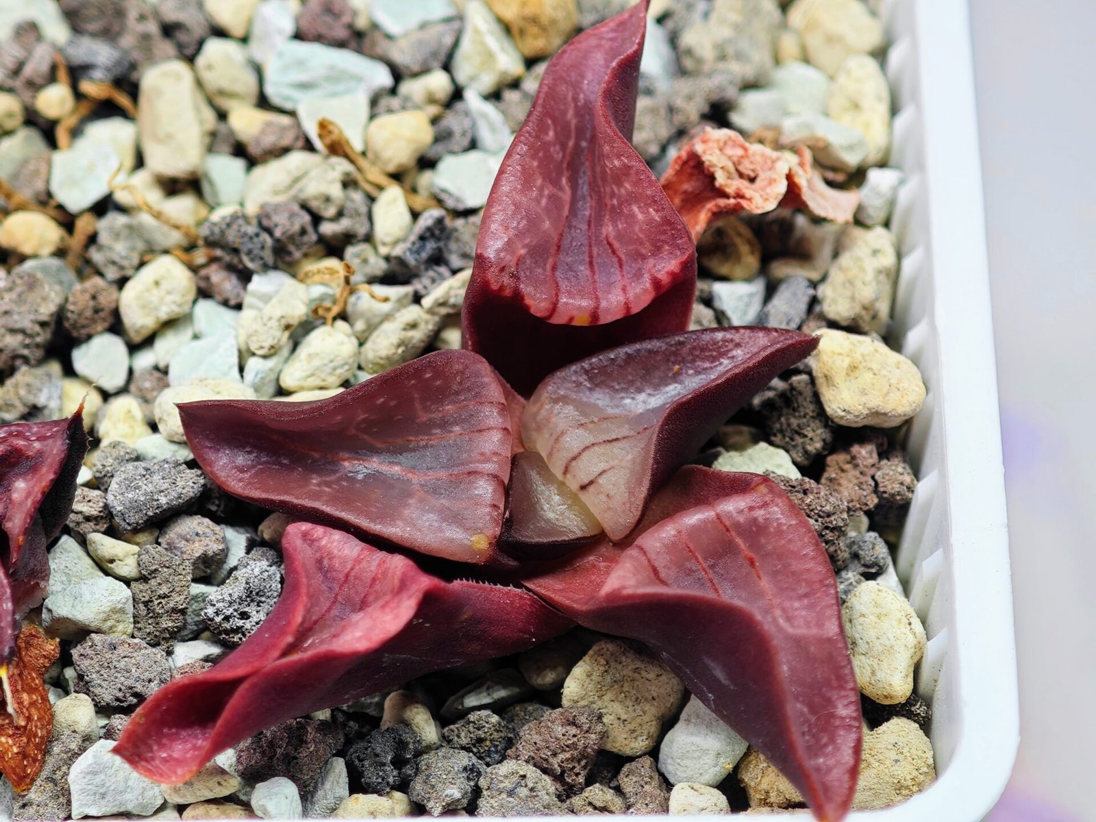 Haworthia Unknown K054 - 1