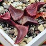 Haworthia Unknown K054 - 2