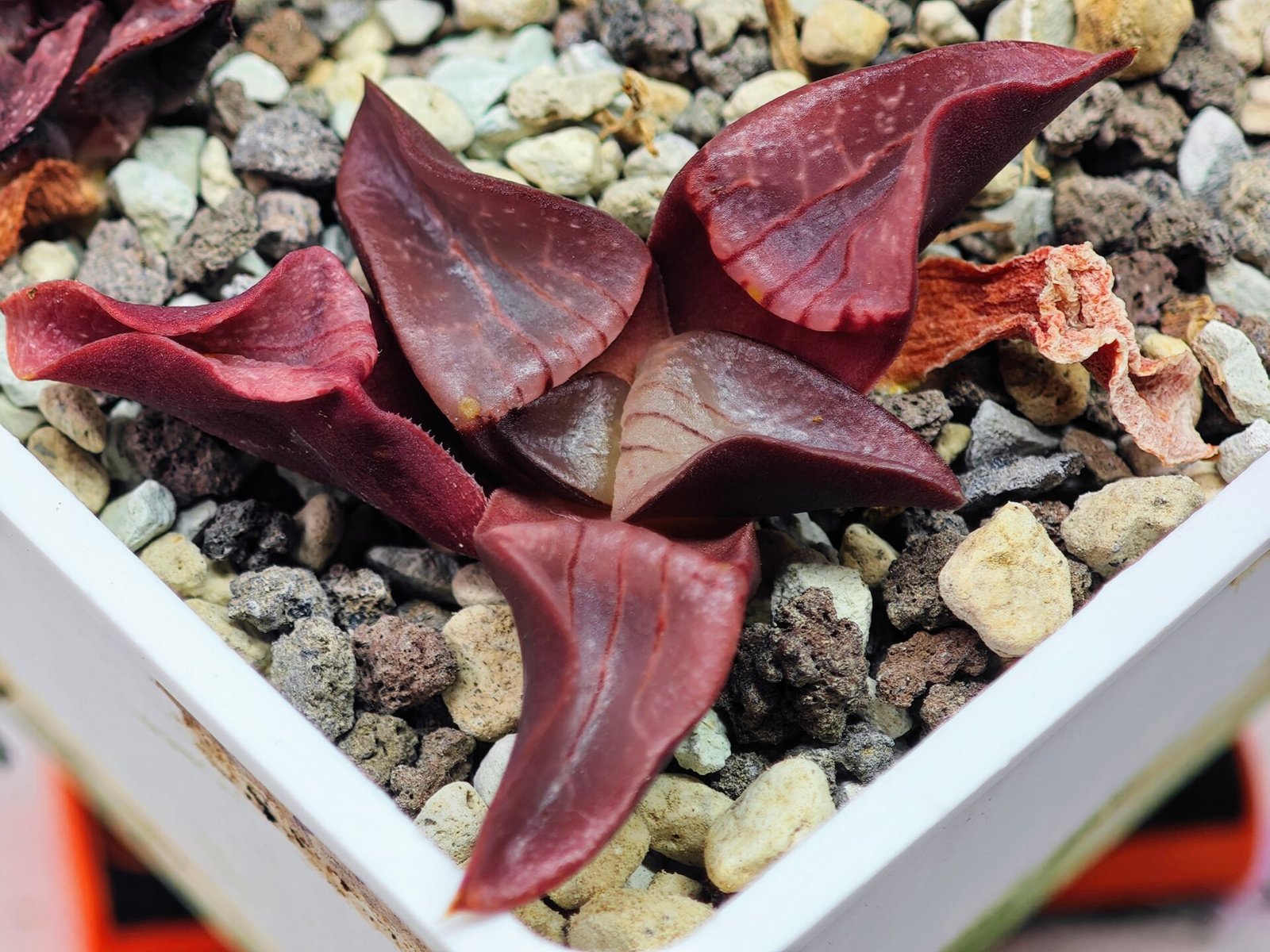 Haworthia Unknown K054 - 2