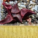 Haworthia Unknown K054 - 3