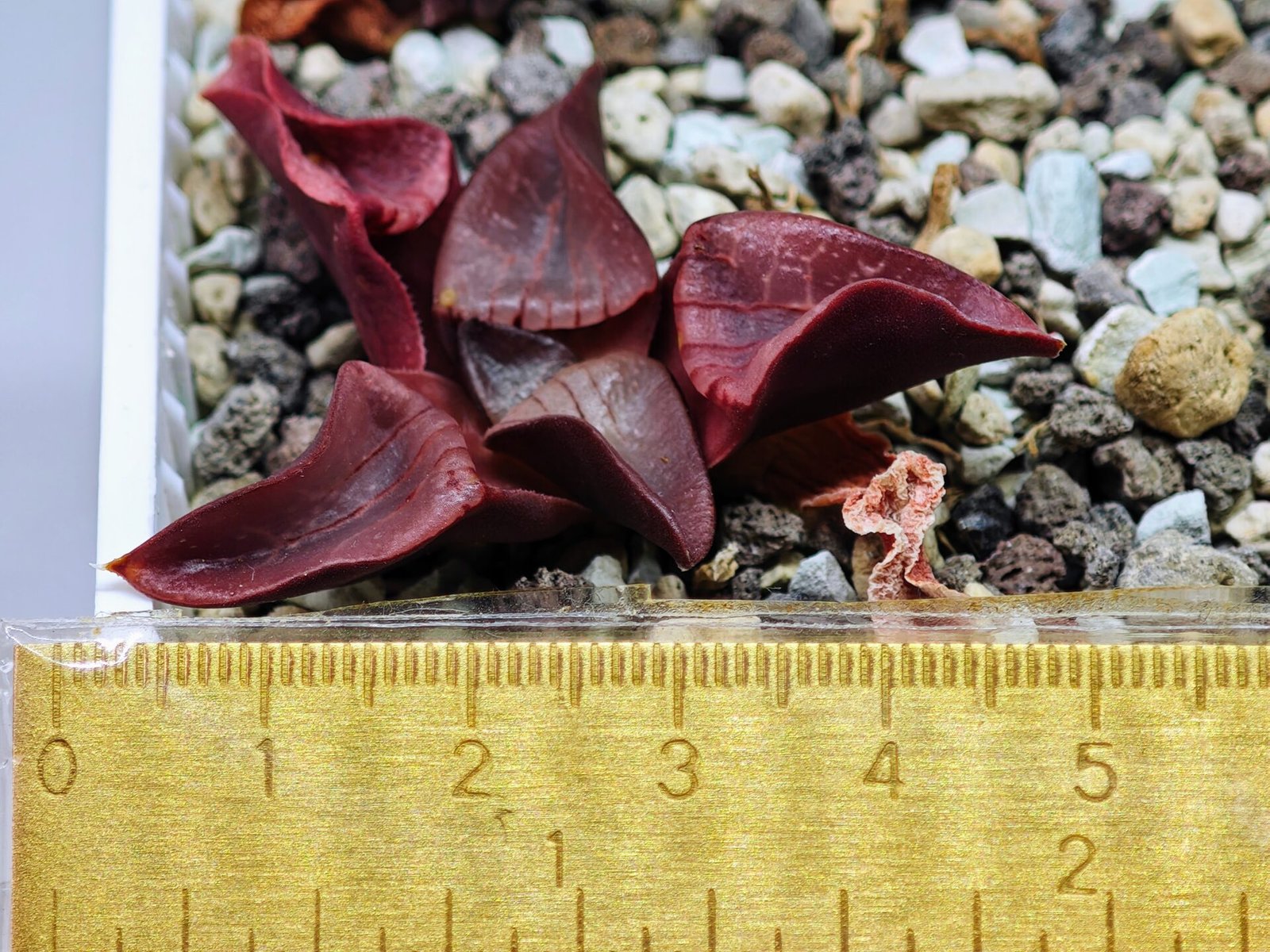 Haworthia Unknown K054 - 3