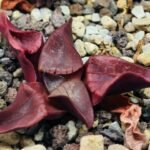 Haworthia Unknown K054 - 4