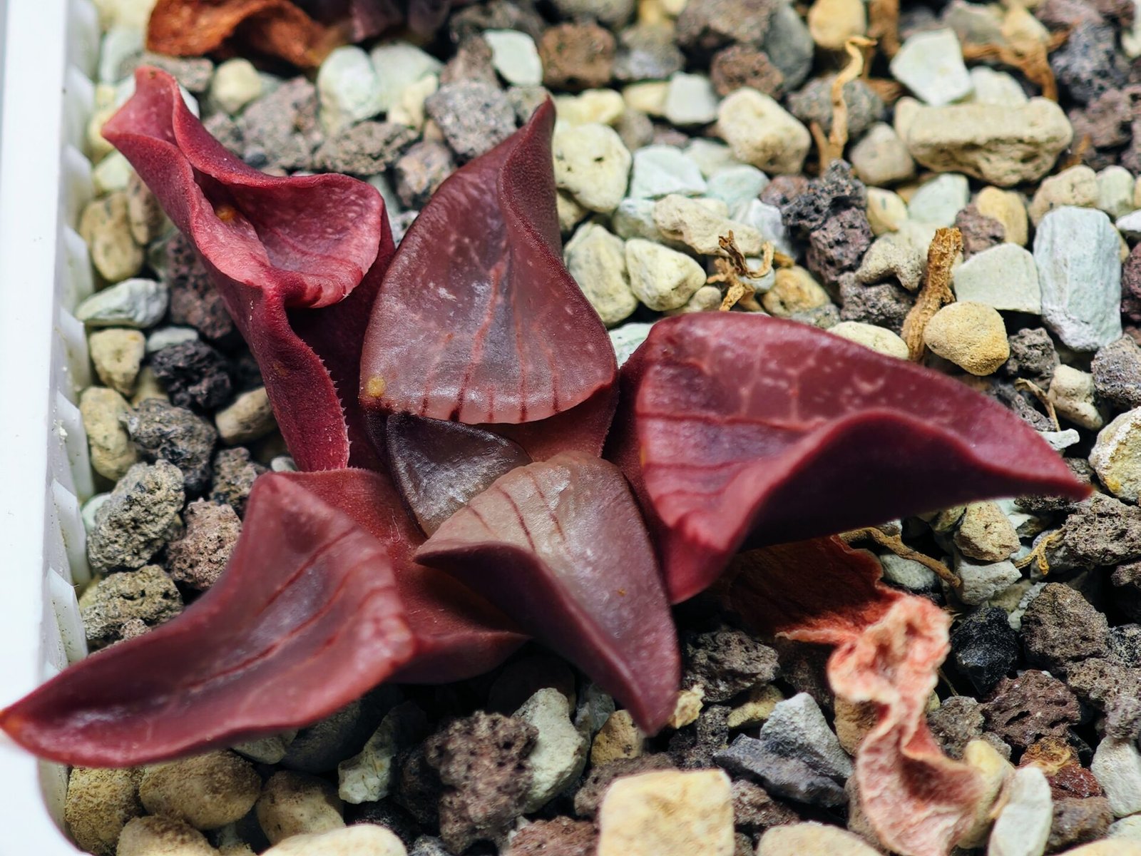 Haworthia Unknown K054 - 4