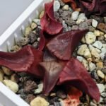 Haworthia Unknown K054 - 5