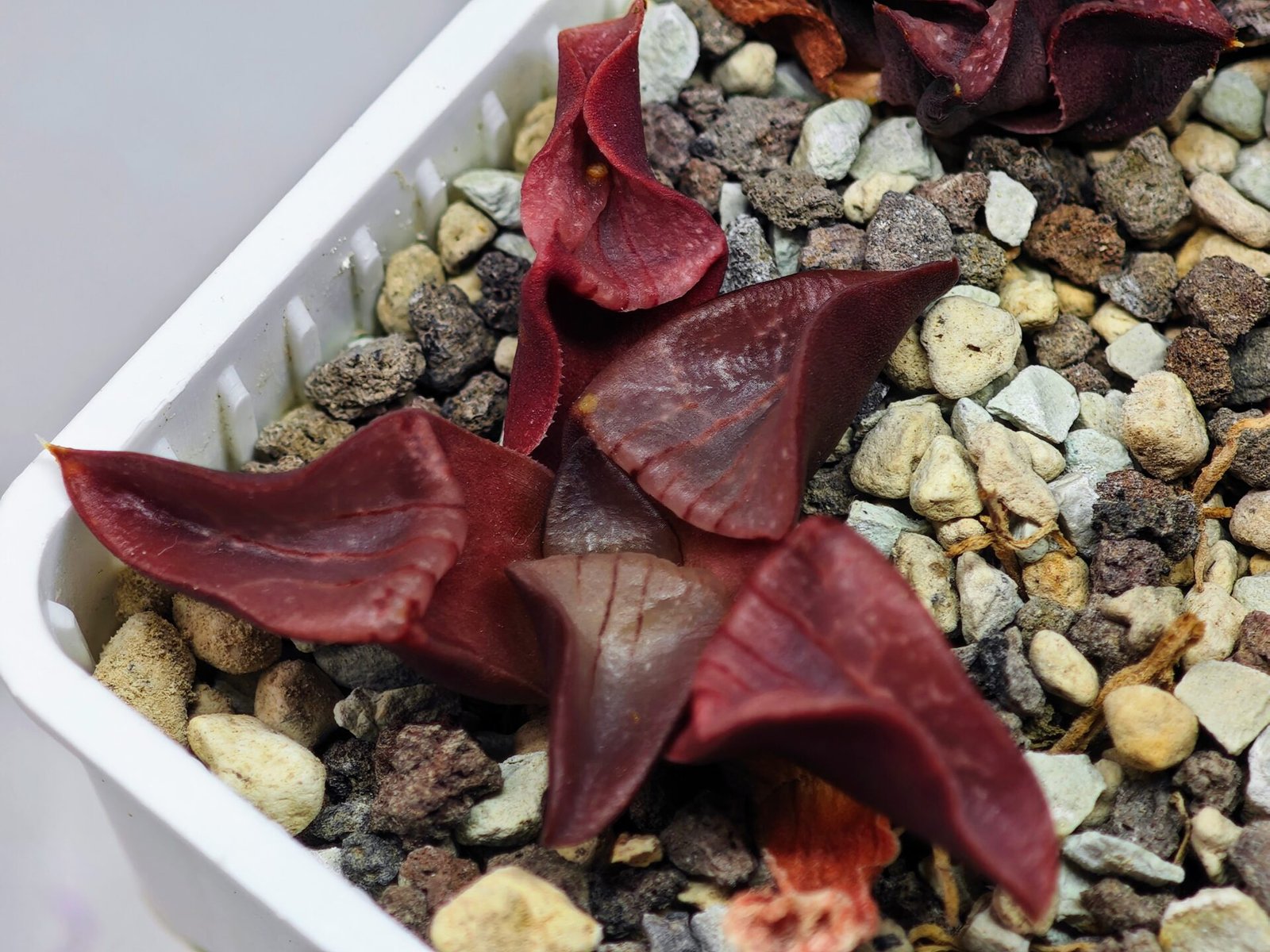 Haworthia Unknown K054 - 5
