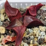 Haworthia Unknown K054 - 6