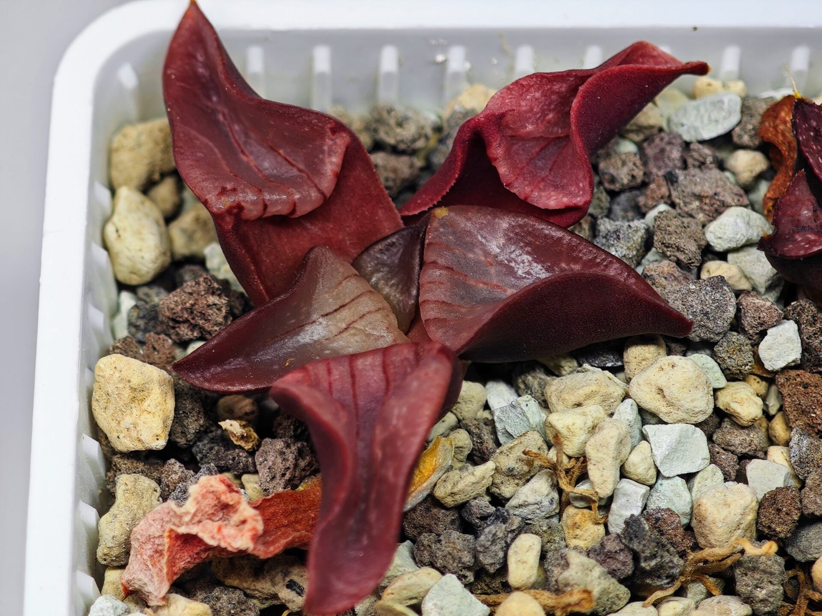 Haworthia Unknown K054 - 6