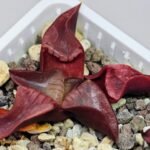 Haworthia Unknown K054 - 7