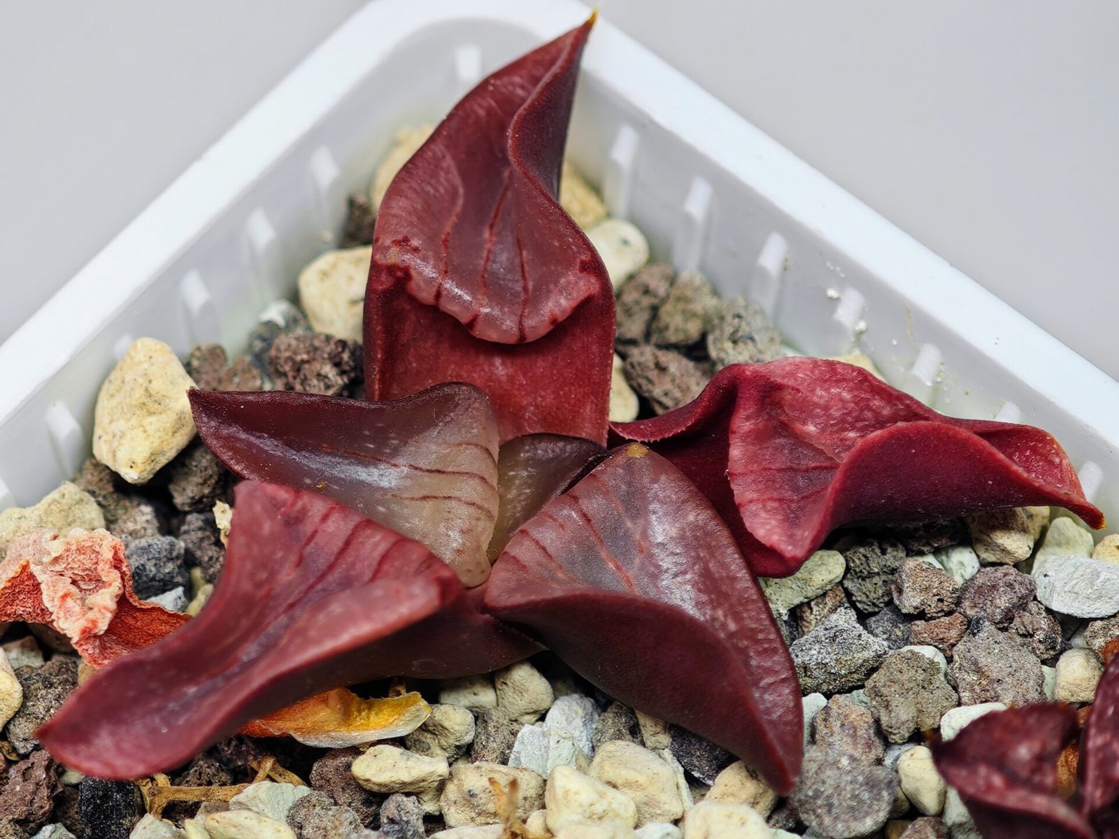 Haworthia Unknown K054 - 7