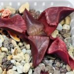 Haworthia Unknown K054 - 8