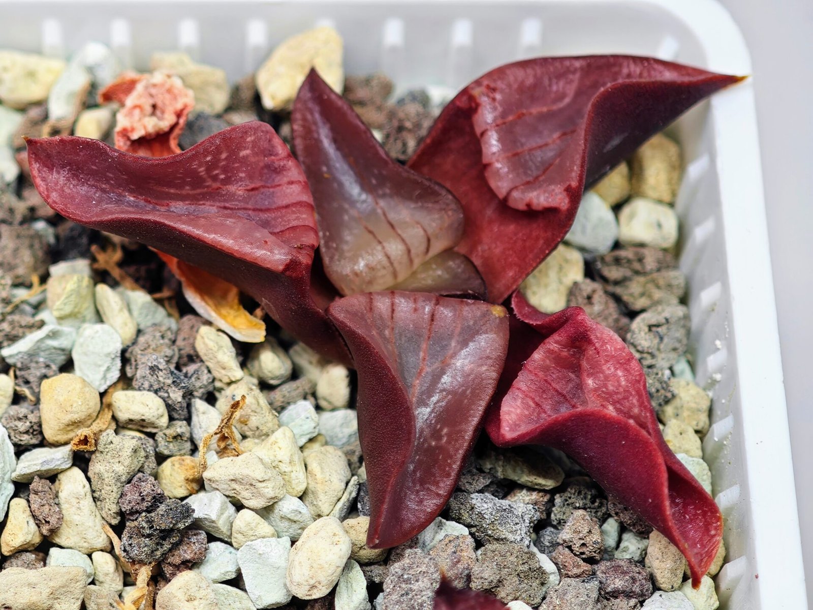 Haworthia Unknown K054 - 8