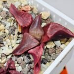 Haworthia Unknown K054 - 9