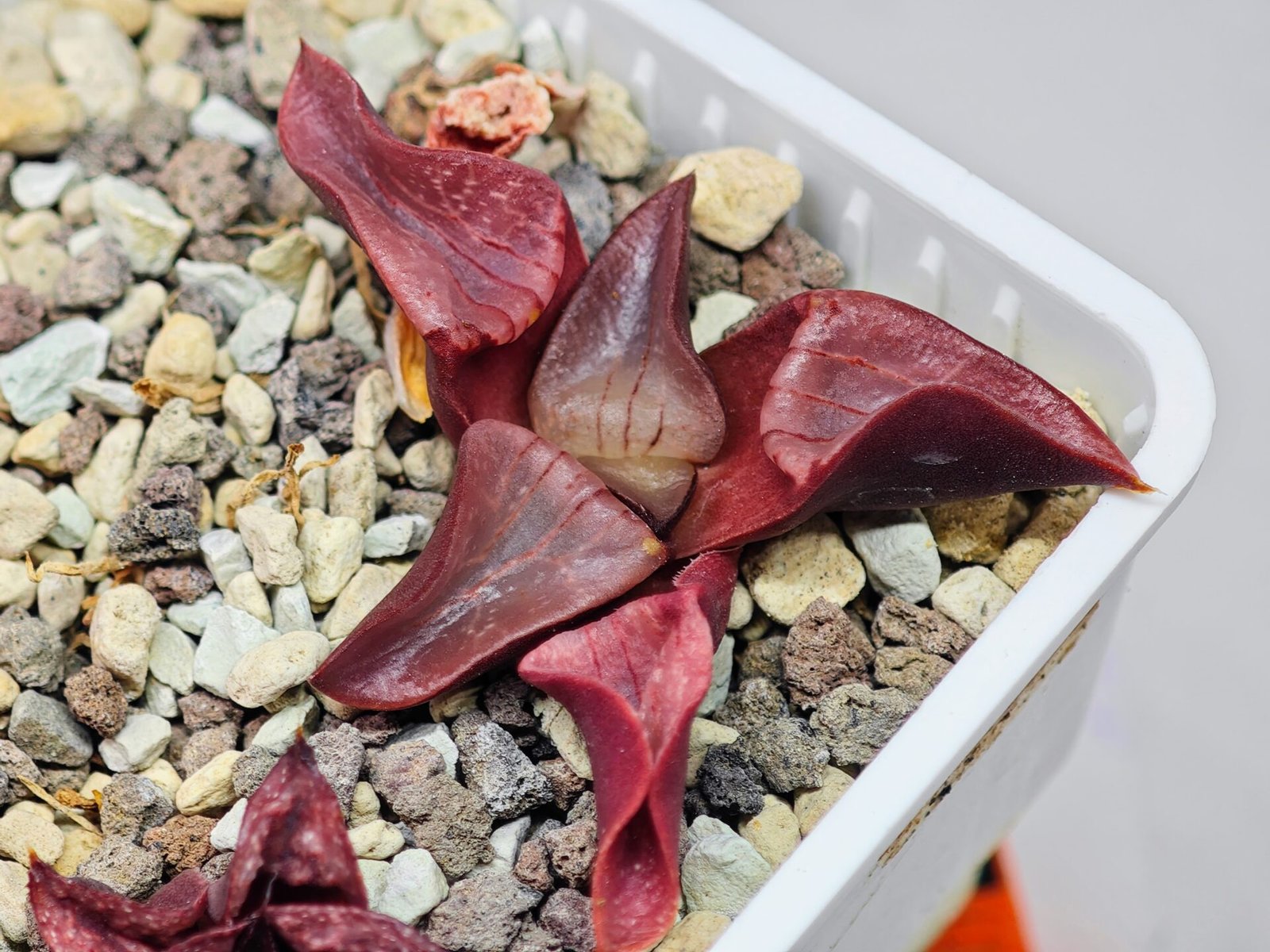 Haworthia Unknown K054 - 9