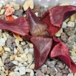 Haworthia Unknown K054 - 10