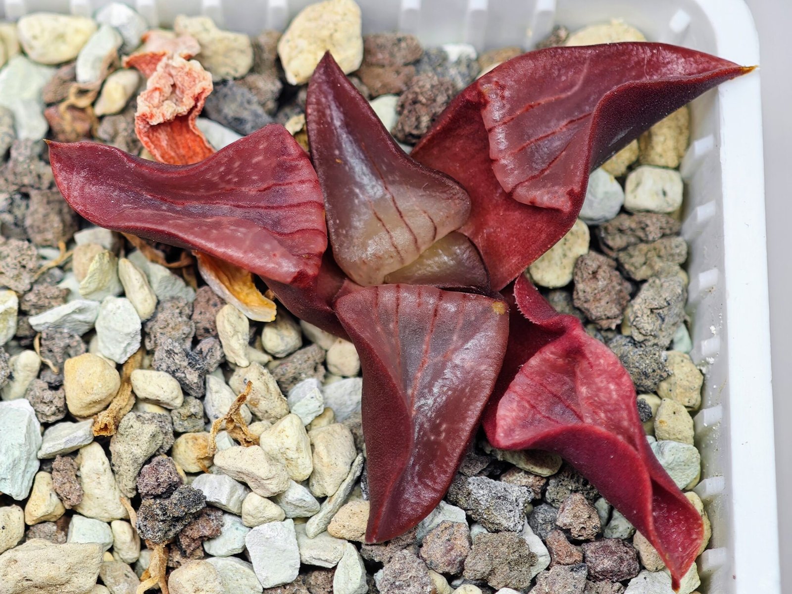 Haworthia Unknown K054 - 10