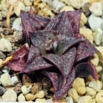 Haworthia Unknown Splendens K043 - 1
