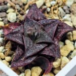 Haworthia Unknown Splendens K043 - 2