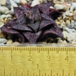 Haworthia Unknown Splendens K043 - 3