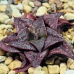 Haworthia Unknown Splendens K043 - 4