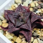 Haworthia Unknown Splendens K043 - 5