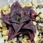 Haworthia Unknown Splendens K043 - 6