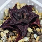 Haworthia Unknown Splendens K043 - 7