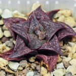 Haworthia Unknown Splendens K043 - 8