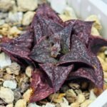 Haworthia Unknown Splendens K043 - 9