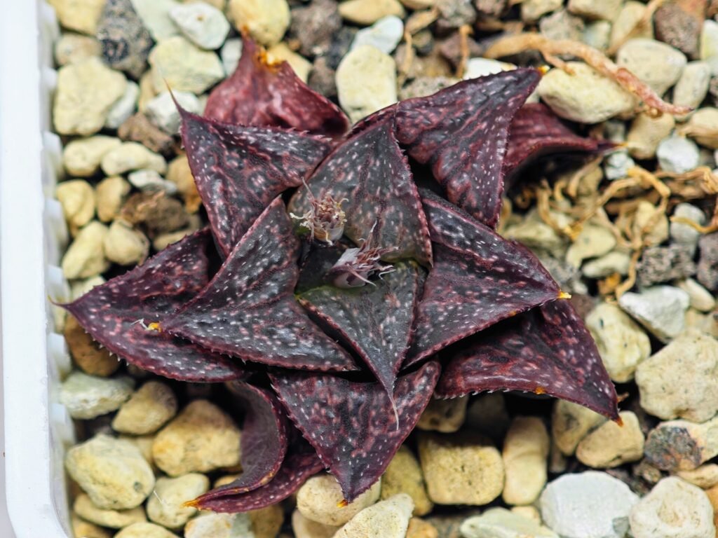 Haworthia Unknown Splendens K043 - 10